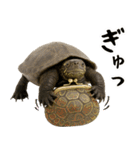 クサガメ参上！（個別スタンプ：38）