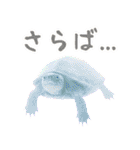 クサガメ参上！（個別スタンプ：40）