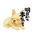 『フレンチブルドッグ』のスタンプ③（個別スタンプ：7）