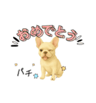 『フレンチブルドッグ』のスタンプ③（個別スタンプ：14）
