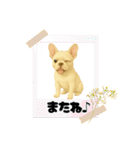 『フレンチブルドッグ』のスタンプ③（個別スタンプ：17）
