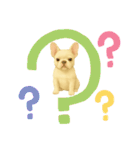 『フレンチブルドッグ』のスタンプ③（個別スタンプ：30）