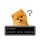 もふもふクエスト（犬たちの冒険）（個別スタンプ：9）
