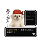もふもふクエスト（犬たちの冒険）（個別スタンプ：10）