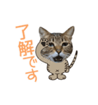 動く猫のすたんぷ。。。2（個別スタンプ：4）