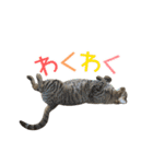 動く猫のすたんぷ。。。2（個別スタンプ：5）