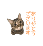 動く猫のすたんぷ。。。2（個別スタンプ：6）