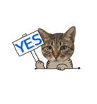 動く猫のすたんぷ。。。2（個別スタンプ：9）