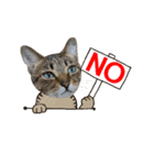 動く猫のすたんぷ。。。2（個別スタンプ：10）