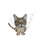 動く猫のすたんぷ。。。2（個別スタンプ：11）