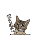 動く猫のすたんぷ。。。2（個別スタンプ：12）