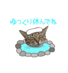 動く猫のすたんぷ。。。2（個別スタンプ：15）