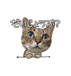 動く猫のすたんぷ。。。2（個別スタンプ：16）