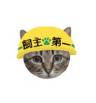 動く猫のすたんぷ。。。2（個別スタンプ：17）