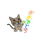 動く猫のすたんぷ。。。2（個別スタンプ：19）