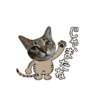 動く猫のすたんぷ。。。2（個別スタンプ：21）