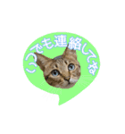 動く猫のすたんぷ。。。2（個別スタンプ：24）