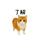 くるくる回る猫（個別スタンプ：3）