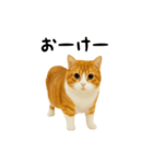 くるくる回る猫（個別スタンプ：4）