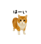 くるくる回る猫（個別スタンプ：5）