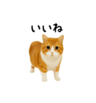 くるくる回る猫（個別スタンプ：6）
