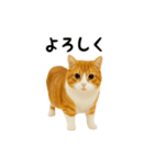 くるくる回る猫（個別スタンプ：7）