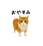 くるくる回る猫（個別スタンプ：10）