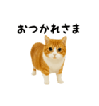 くるくる回る猫（個別スタンプ：12）