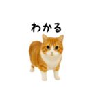 くるくる回る猫（個別スタンプ：13）