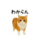 くるくる回る猫（個別スタンプ：14）