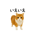 くるくる回る猫（個別スタンプ：15）