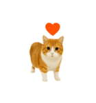 くるくる回る猫（個別スタンプ：16）