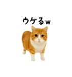 くるくる回る猫（個別スタンプ：18）