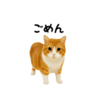 くるくる回る猫（個別スタンプ：19）