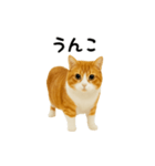 くるくる回る猫（個別スタンプ：20）