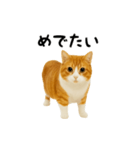 くるくる回る猫（個別スタンプ：23）