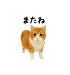 くるくる回る猫（個別スタンプ：24）