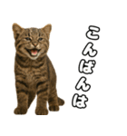 八重山諸島の仲間達（個別スタンプ：3）