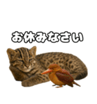 八重山諸島の仲間達（個別スタンプ：6）