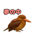 八重山諸島の仲間達（個別スタンプ：8）