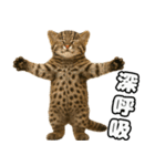 八重山諸島の仲間達（個別スタンプ：10）