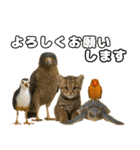 八重山諸島の仲間達（個別スタンプ：16）