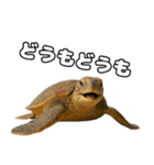 八重山諸島の仲間達（個別スタンプ：17）