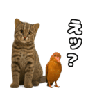 八重山諸島の仲間達（個別スタンプ：19）