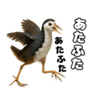 八重山諸島の仲間達（個別スタンプ：21）