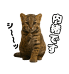 八重山諸島の仲間達（個別スタンプ：22）