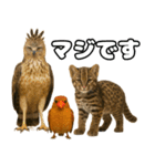 八重山諸島の仲間達（個別スタンプ：23）