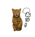 八重山諸島の仲間達（個別スタンプ：24）