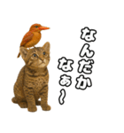 八重山諸島の仲間達（個別スタンプ：26）