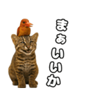 八重山諸島の仲間達（個別スタンプ：27）